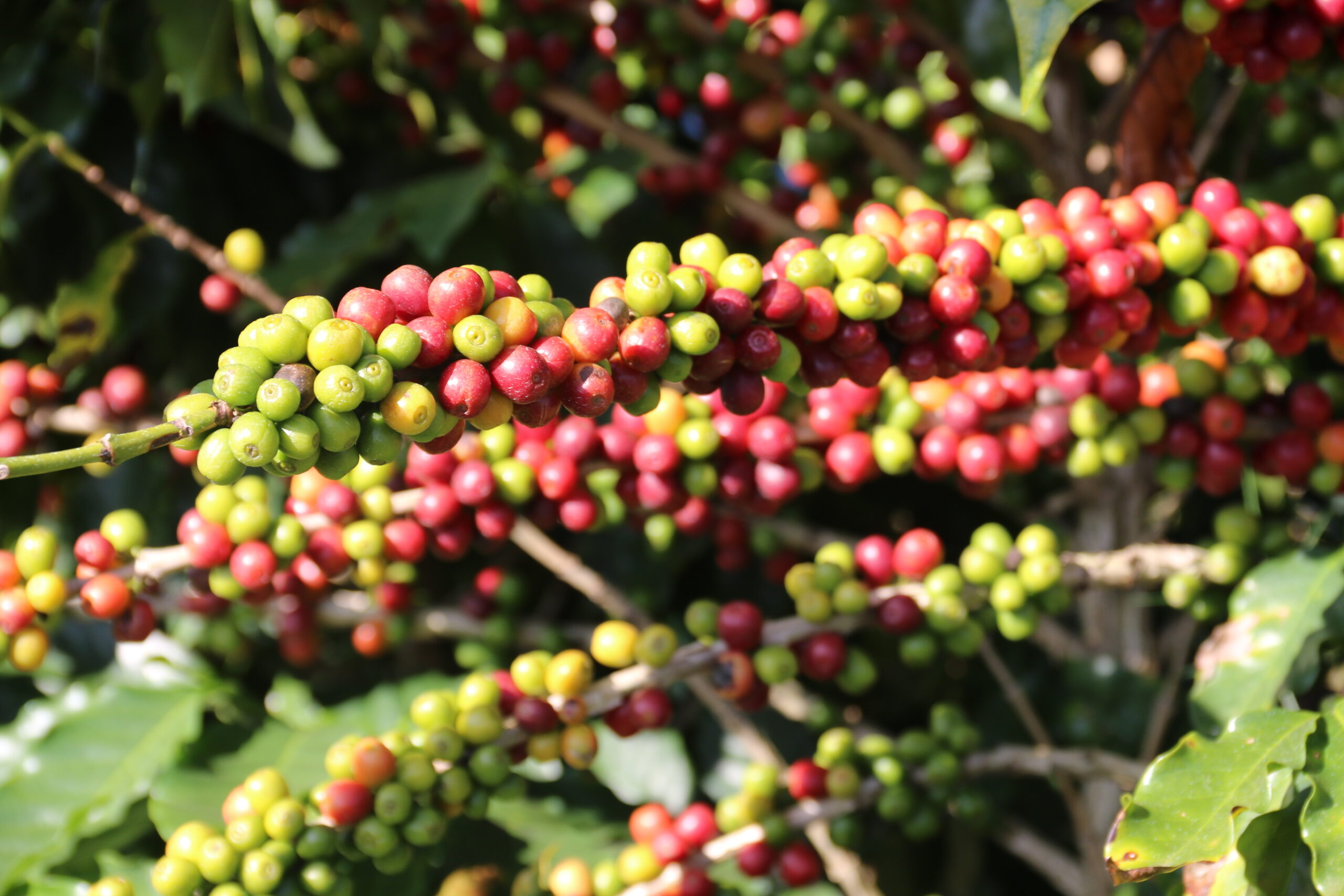 Imagem ilustrativa da notícia Governo de Minas anuncia criação de Centro de Excelência em Cafeicultura